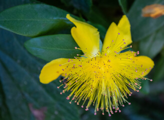 gelbes Johanneskraut