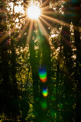 Obraz na płótnie Canvas soleil dans les arbres