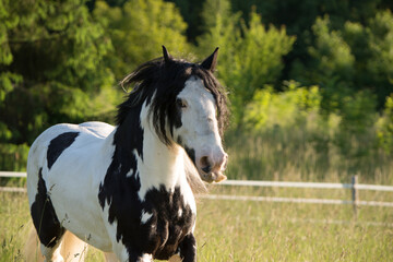 Schnurri © ScullyPictures
