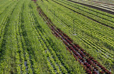 Fototapeta na wymiar Strips of lettuce planted in the field