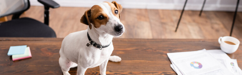 Horizontal image of jack russell terrier sitting near cup of coffee and papers on office table