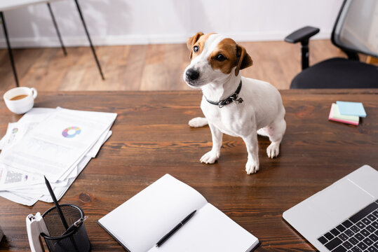 Selective focus of jack russell terrier sitting near laptop and stationery on table in office - Powered by Adobe