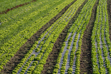 Fototapeta na wymiar Strips of lettuce planted in the field
