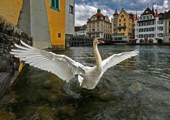 Schwan in Luzern