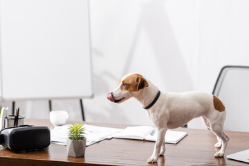 Jack russell terrier sticking out tongue near plant and vr headset on office table