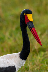saddle billed stork © JEREMY MACHARIA