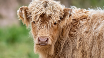 Highland cow calf portrait © HighlandBrochs.com