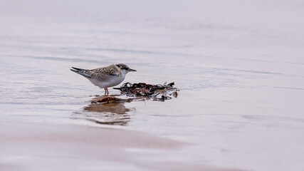 Little tern fledgling standing in shallow surf on the shores of a sandy beach with reflections in the water