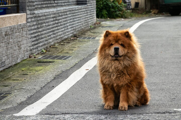 chow chow dog stand and wait