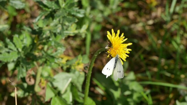 Pieris brassicae flew on a dandelion, ate some nectar and flew away.