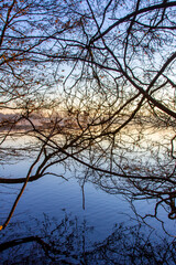Forest in the morning