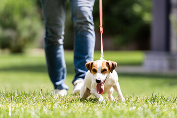 Selective focus of jack russell terrier with sticking out tongue walking near man in park