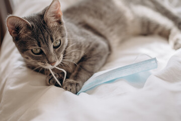 the gray cat is playing with a medical mask