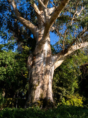 Big eucalyptus tree in Alameda Park, Santiago de Compostela.