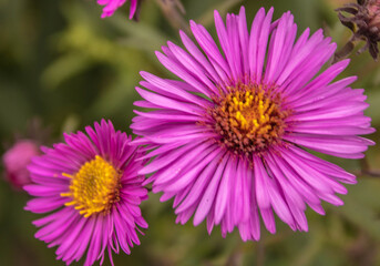 Obraz premium pinke Aster; Blume