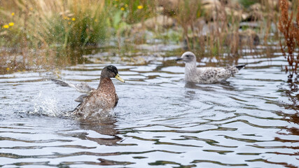 Mallard having a bath in a river being watched by a juvenile herring gull