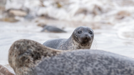 Common seal pup (harbour seal) hiding behind her mother with breaking waves and surf in the...