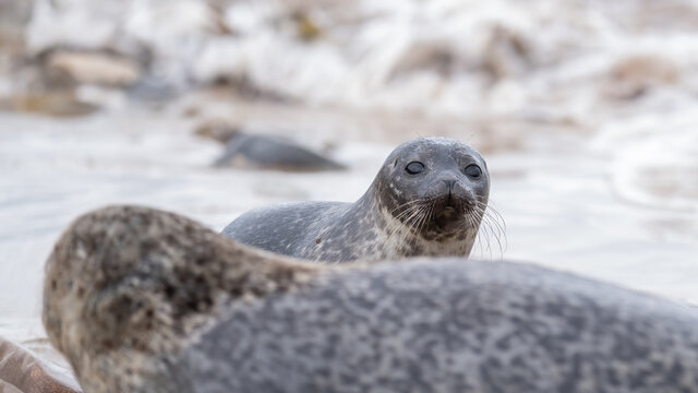 Common seal pup (harbour seal) hiding behind her mother with breaking waves and surf in the background