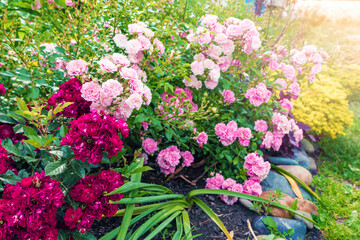 Beautiful red and pink bush roses in a summer garden