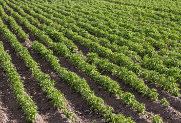 Fototapeta na wymiar Cultivated green fields of paprika