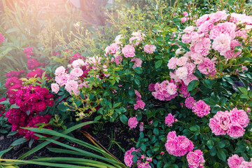 Beautiful red and pink bush roses in a summer garden.