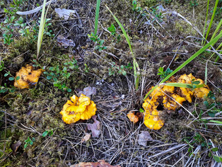 Group of yellow chantarelle mushrooms in the moss between dry leaves and forest vegetation