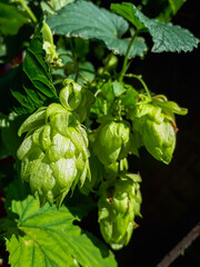 Common hop with cone shaped fruits with green and black background