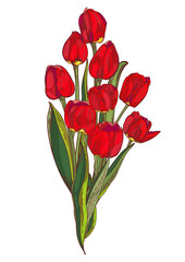 bouquet of red tulips hand drawing on a white background