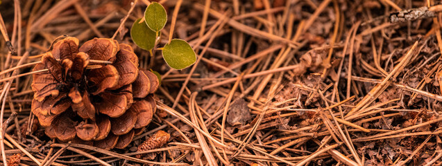 Fallen pine cone and a young plant on the forest floor of Troodos mountain range in Cyprus