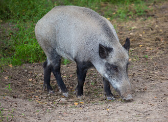 Portrait of female wild grey boar looking for food
