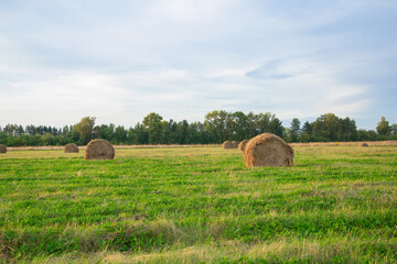 Haystack harvest. Yellow haystacks on agricultural field in cloudy autumn day. Golden hay rolls in countryside.