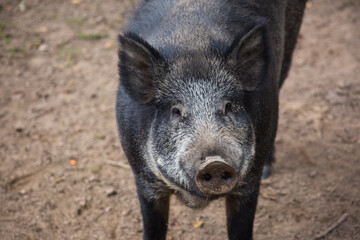 Portrait of male wild brown boar looking at camera.