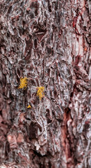 yellow lichen on a tree trunk