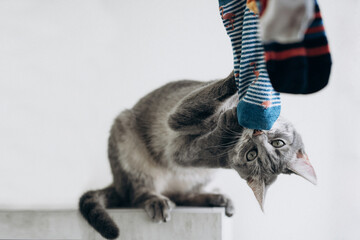 Cute gray cat playing with colored socks, funny face. funny cat pose