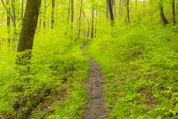 Fototapeta na wymiar A tiny path through a lush green forest in Raccoon Creek State Park, Hookstown, P.A.