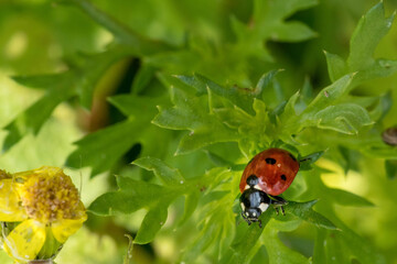 ladybug on a leaf