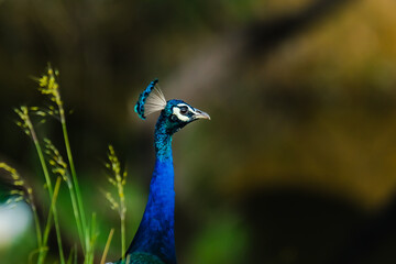 Closeup of Indian Peafowl