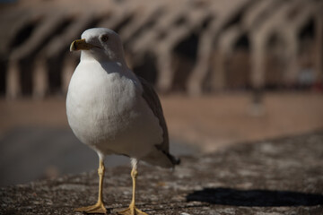 seagull on the beach