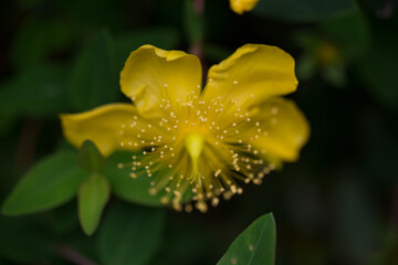 yellow flower