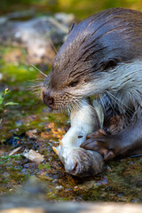 Eurasian otter eating a fish