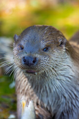 Eurasian otter eating a fish