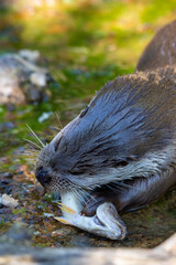 Eurasian otter eating a fish