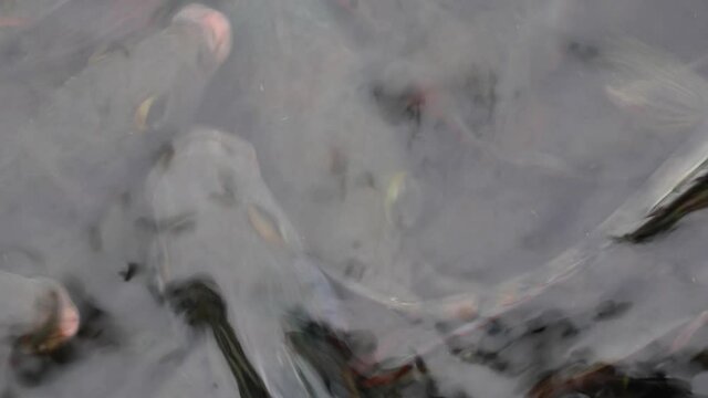 Large quantity of Mayaheros urophthalmus (Cichlasoma urophthalmum), also known as the Mayan Cichlid or Mexican mojarra, searching and waiting for food.