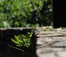 plant on a stone