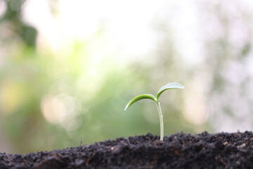 Fresh green plant sprout growing under sunlight