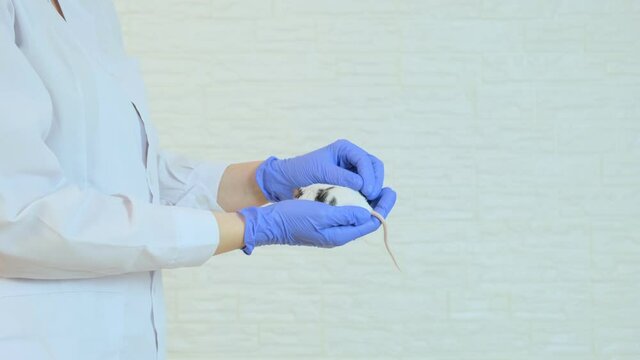 A scientis or doctort in white uniform and blue gloves holding white abino lab laboratory mouse in order to conduct an experiment and test vaccine