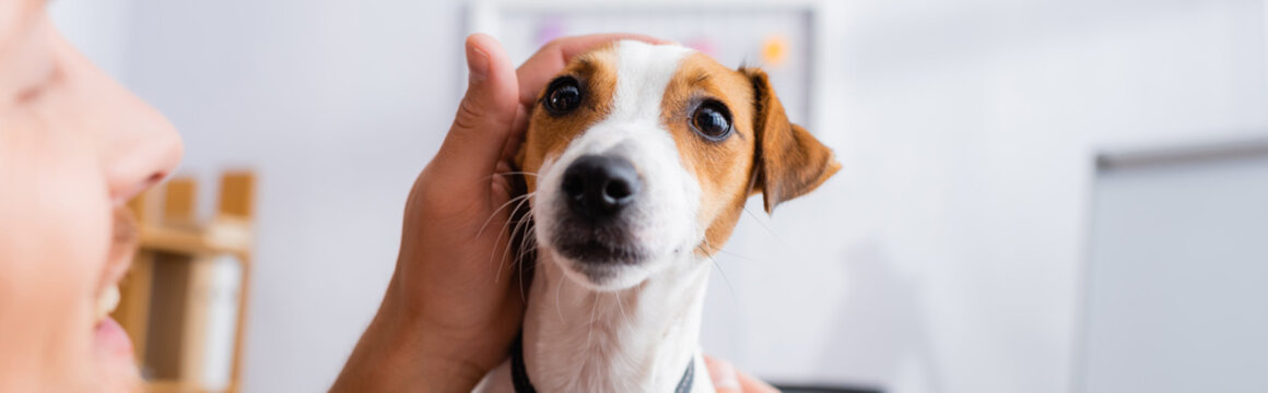 selective focus of businessman touching head of jack russell terrier dog, horizontal image