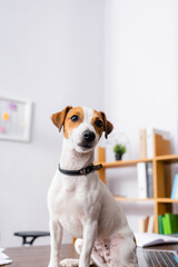 white jack russell terrier dog with brown spots on head sitting on office desk