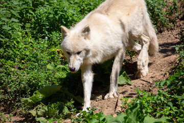 arctic wolf walking down a hill