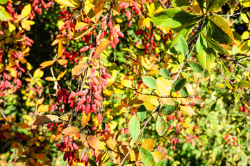 colorful autumn background - sunlit barberry tree with ripe red fruits in September evening